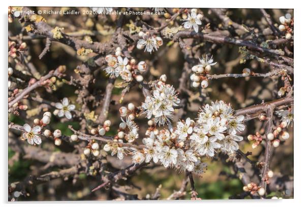 Spring Cheer - Flowering Blackthorn Acrylic by Richard Laidler