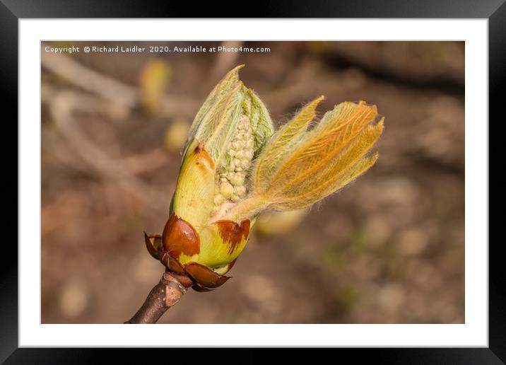 Spring Cheer - Emerging Horse Chestnut Flower Framed Mounted Print by Richard Laidler