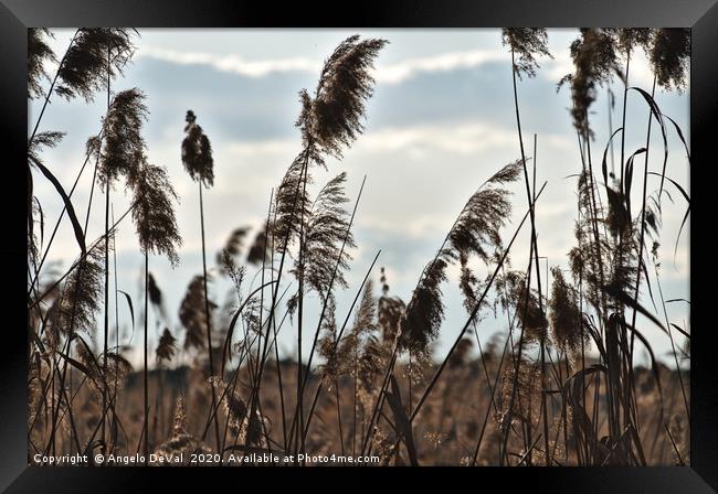 With the Wind Framed Print by Angelo DeVal