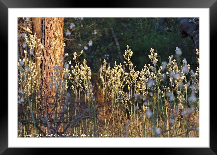 Wild flowers and pine trees Framed Mounted Print by Angelo DeVal