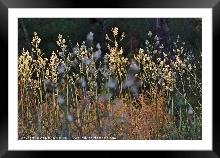 Wild Flowers At sunset Framed Mounted Print by Angelo DeVal