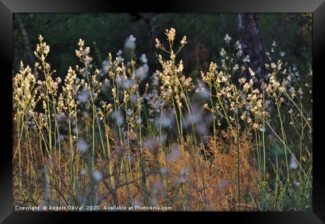 Wild Flowers At sunset Framed Print by Angelo DeVal