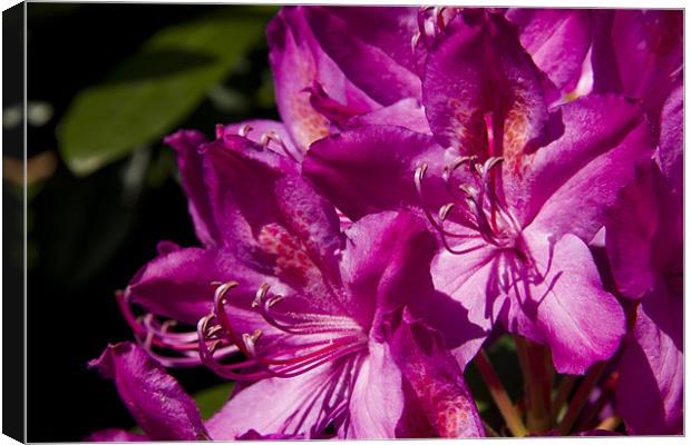 In the Pink Rhododendron Canvas Print by Paul Macro