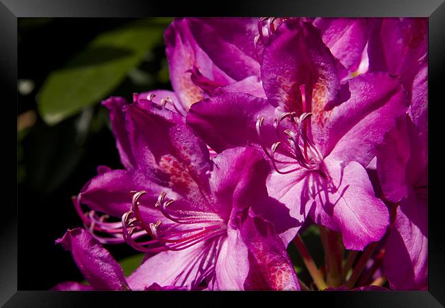 In the Pink Rhododendron Framed Print by Paul Macro