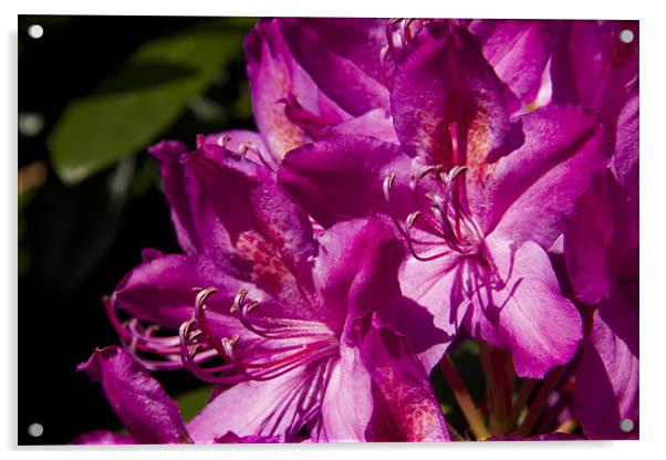 In the Pink Rhododendron Acrylic by Paul Macro