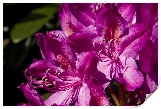 In the Pink Rhododendron Print by Paul Macro