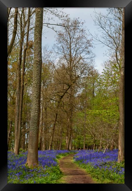 Bluebell Woods Greys Court Oxfordshire England UK Framed Print by Andy Evans Photos