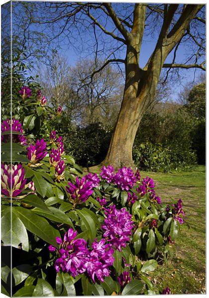 Spring Rhododendron Colour in the Woods Canvas Print by Paul Macro