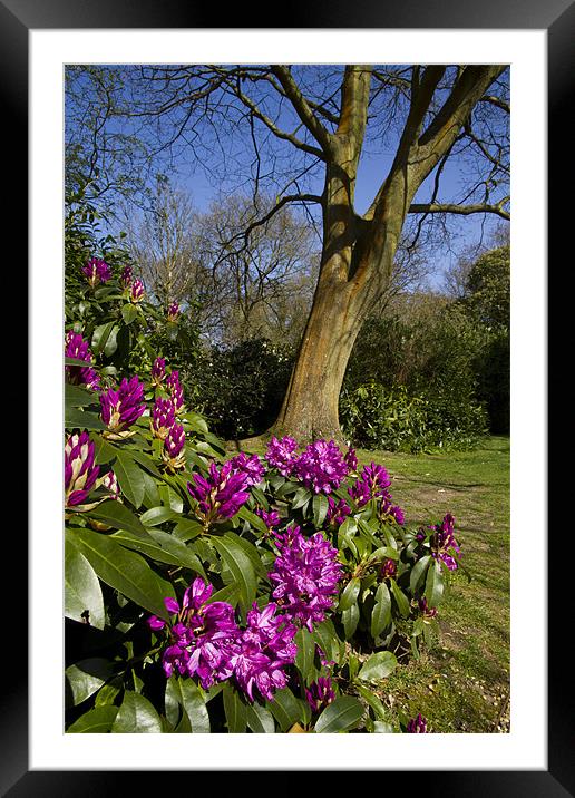 Spring Rhododendron Colour in the Woods Framed Mounted Print by Paul Macro