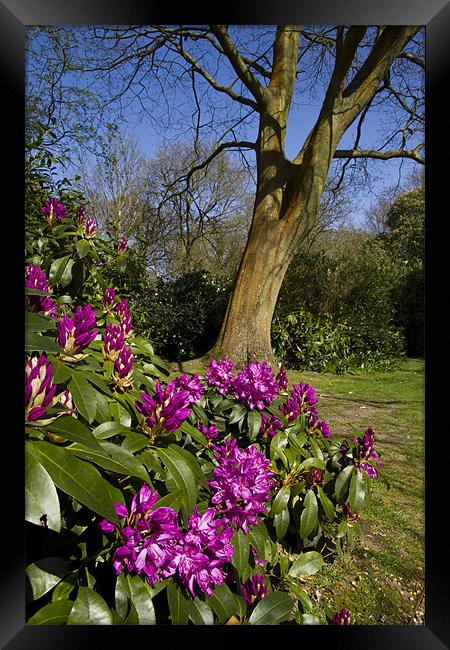 Spring Rhododendron Colour in the Woods Framed Print by Paul Macro