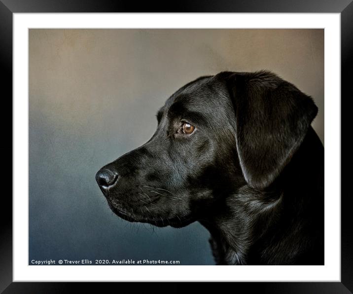 Portrait of a Labrador. Framed Mounted Print by Trevor Ellis
