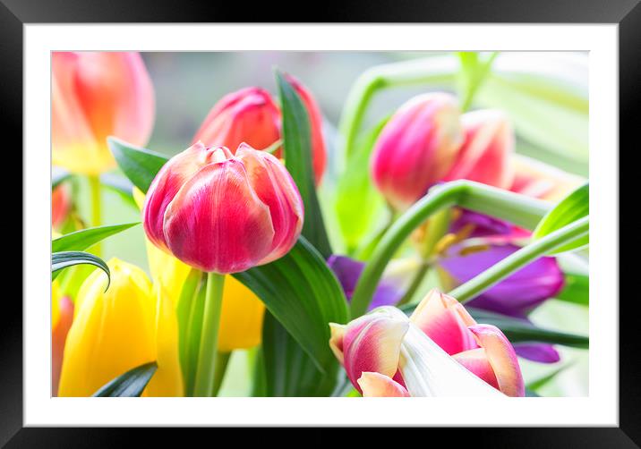 Tulips Framed Mounted Print by Jonathan Thirkell