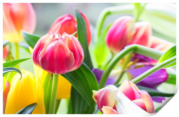 Tulips Print by Jonathan Thirkell