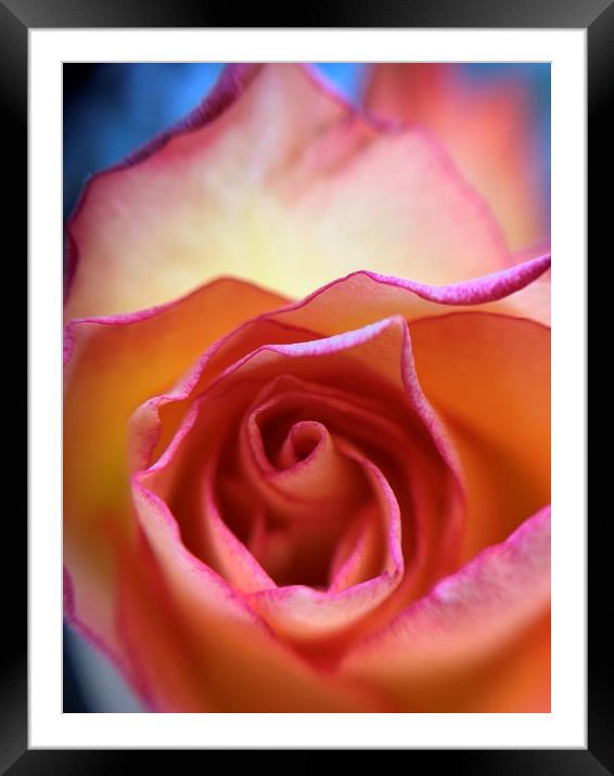Vibrant Rose Framed Mounted Print by Rachael Hood