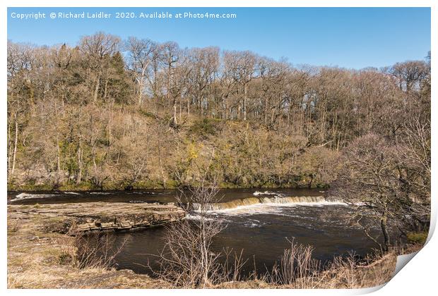 A River Tees cascade at Whorlton in Spring Sun Print by Richard Laidler