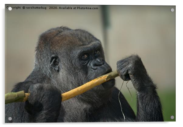 Gorilla Ozala Stare Acrylic by rawshutterbug 