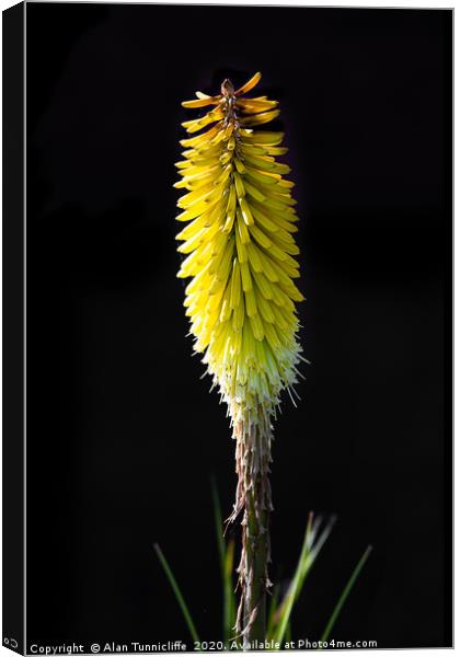 Red hot poker Canvas Print by Alan Tunnicliffe