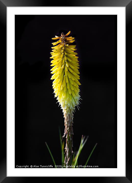 Red hot poker Framed Mounted Print by Alan Tunnicliffe