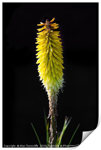 Red hot poker Print by Alan Tunnicliffe
