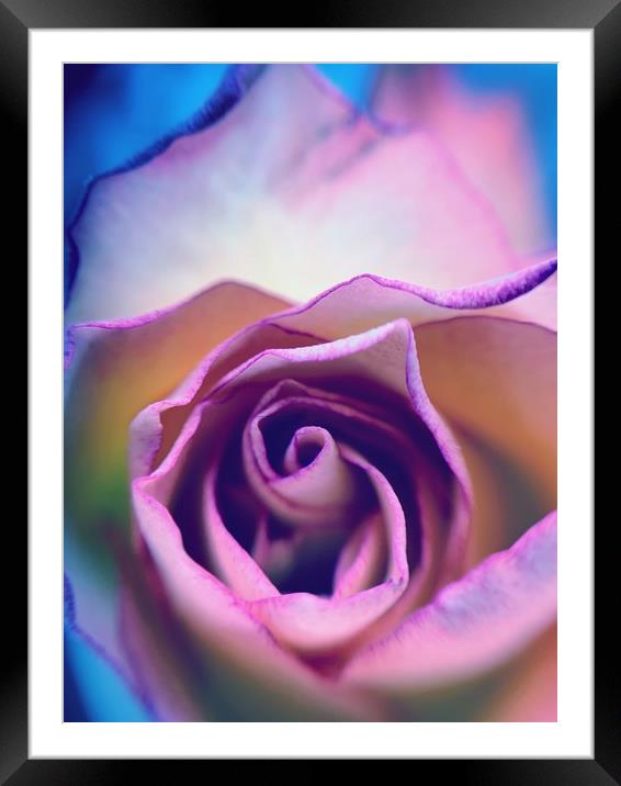 Rainbow Rose Framed Mounted Print by Rachael Hood