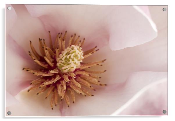 Magnolia Acrylic by Tony Bates