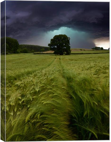 Barley Water Canvas Print by David Neighbour
