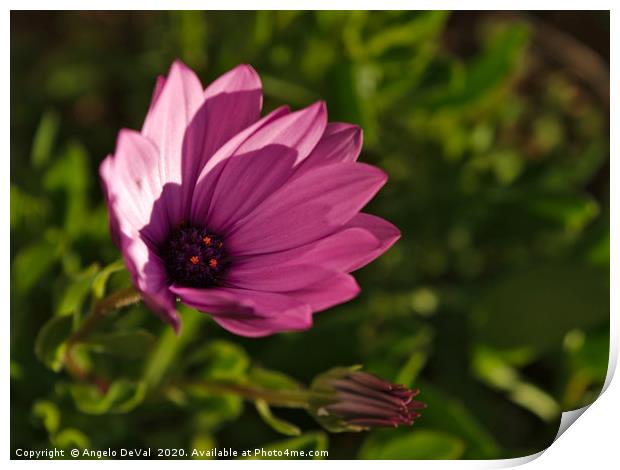 Purple garden flower Print by Angelo DeVal