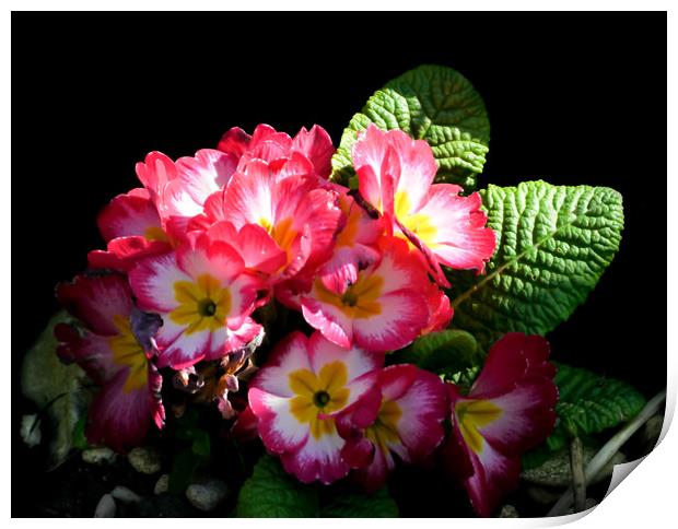 Primrose Print by Jason Williams