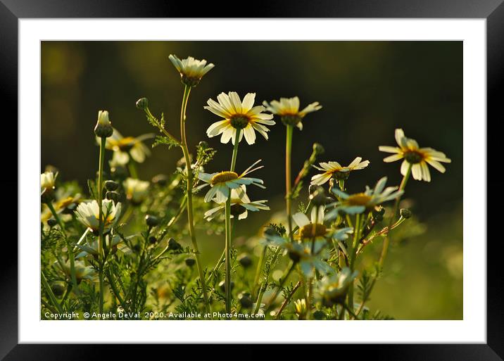 Field of Daisies Framed Mounted Print by Angelo DeVal