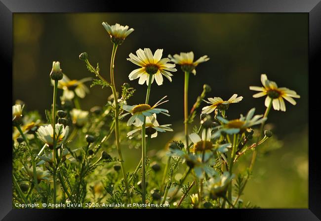 Field of Daisies Framed Print by Angelo DeVal