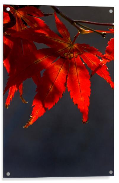 Acer Leaf Acrylic by Brian Beckett