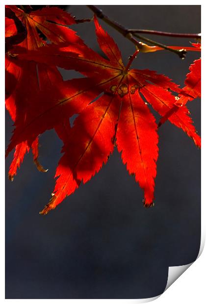 Acer Leaf Print by Brian Beckett
