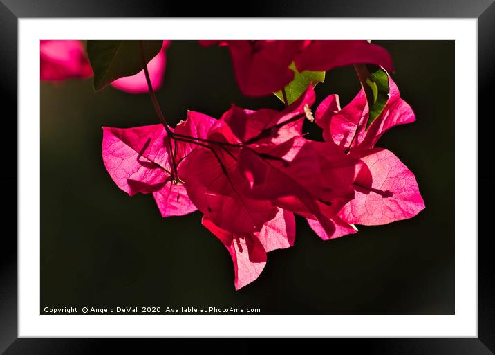 Bougainvillea Petals Framed Mounted Print by Angelo DeVal
