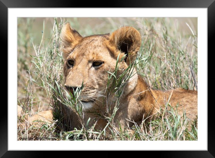 Serengeti lion Framed Mounted Print by Bill Moores