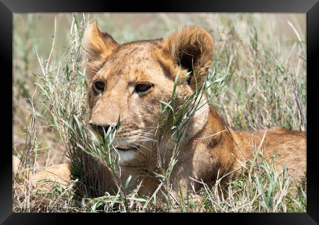 Serengeti lion Framed Print by Bill Moores