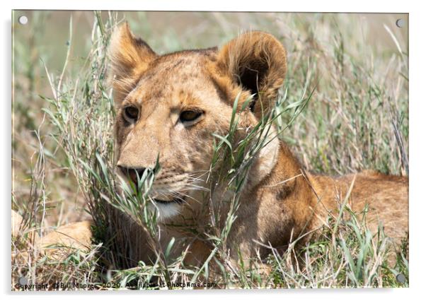 Serengeti lion Acrylic by Bill Moores
