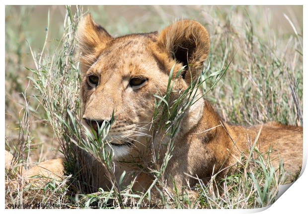 Serengeti lion Print by Bill Moores