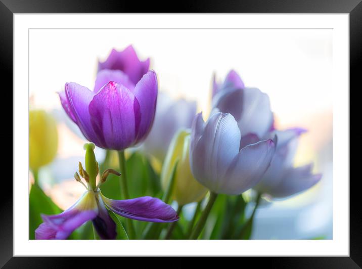 Purple tulips Framed Mounted Print by Leighton Collins