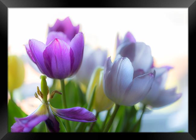 Purple tulips Framed Print by Leighton Collins