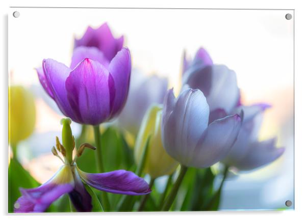 Purple tulips Acrylic by Leighton Collins
