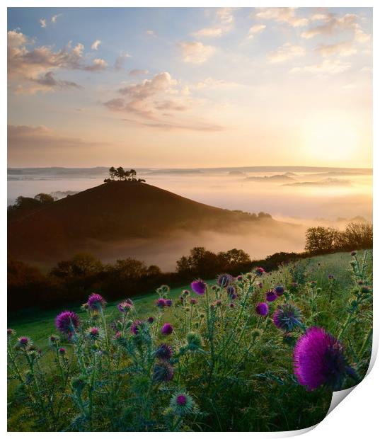 Thistles at Colmer's Hill Print by David Neighbour