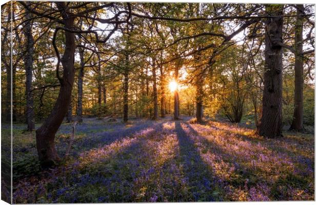 Sunset over a carpet of bluebells Canvas Print by Gary Pearson
