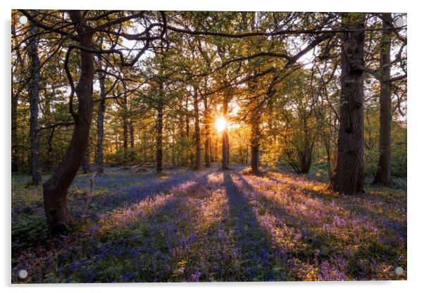 Sunset over a carpet of bluebells Acrylic by Gary Pearson