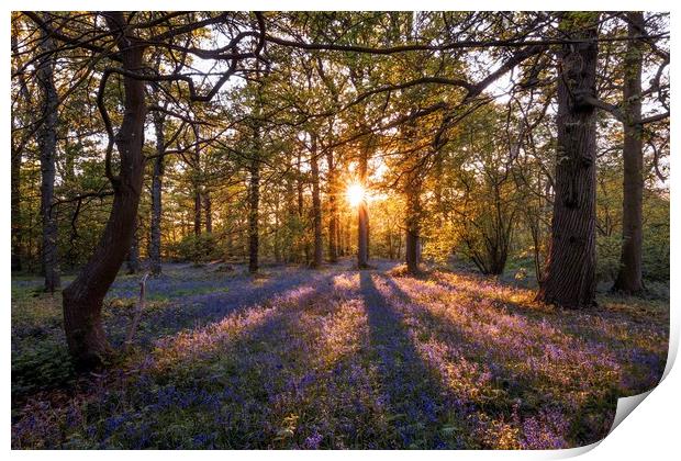 Sunset over a carpet of bluebells Print by Gary Pearson