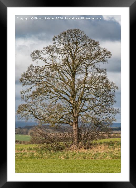 Solitary Sycamore Silhouette Framed Mounted Print by Richard Laidler