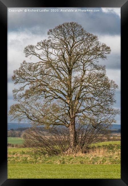 Solitary Sycamore Silhouette Framed Print by Richard Laidler
