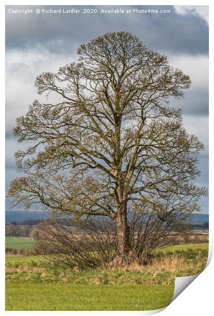 Solitary Sycamore Silhouette Print by Richard Laidler