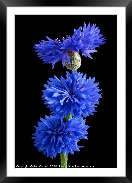 Cornflower Blues 2 Framed Mounted Print by Ann Garrett
