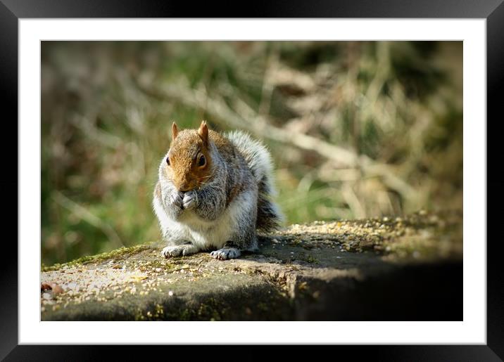 Curious Squirrel Framed Mounted Print by Rachael Hood