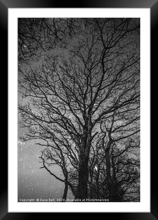 Night Tree Framed Mounted Print by Dave Bell